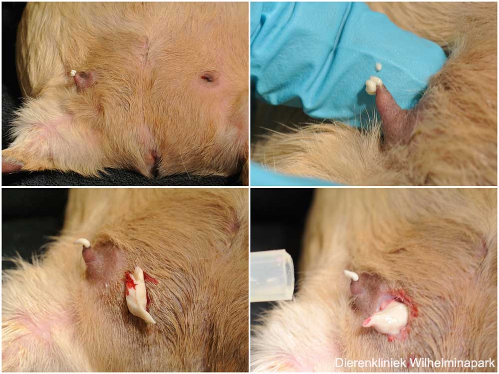 Er is een melkklierontsteking bij deze cavia